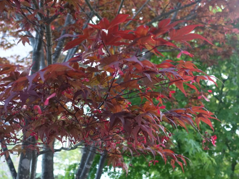 モミジの花はわかったけどスギの花って見たことない? - いろいろやってみるにっき