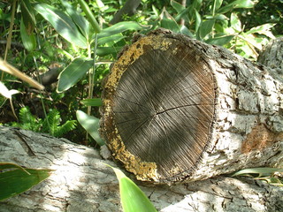 f:id:shigeruna:20060705093417j:image f:id:shigeruna:20060705093417j:image
