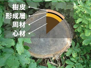 f:id:shigeruna:20060714085953j:image f:id:shigeruna:20060714085953j:image