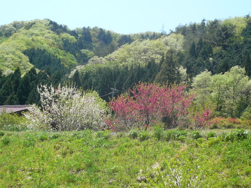 f:id:shigesan-1943:20120505114058j:image:right