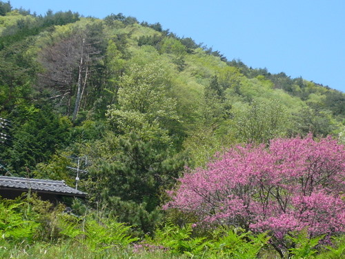 f:id:shigesan-1943:20120505115019j:image:right