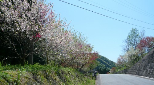 f:id:shigesan-1943:20120506121404j:image:right