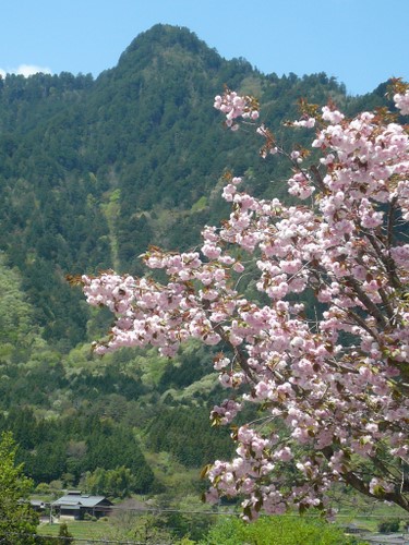 f:id:shigesan-1943:20120506121406j:image:right