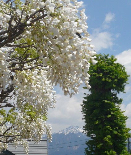 f:id:shigesan-1943:20120506122322j:image:right