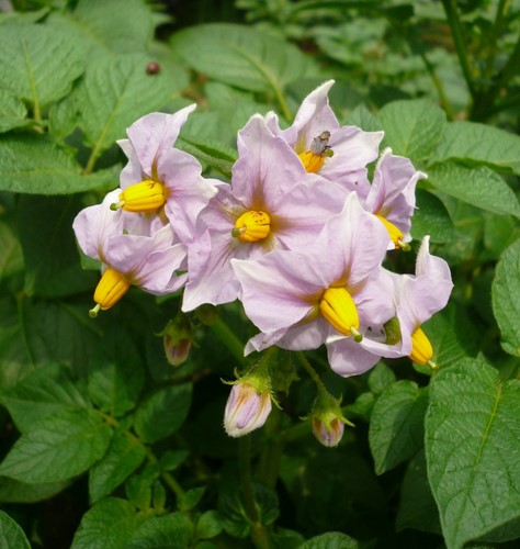 f:id:shigesan-1943:20120520111309j:image:right