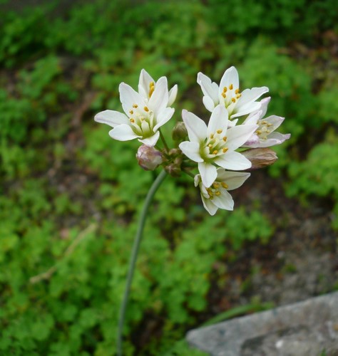 f:id:shigesan-1943:20120520111310j:image:right