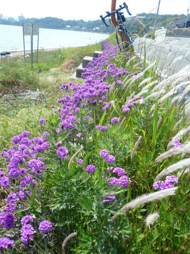 f:id:shigesan-1943:20120531134634j:image:right