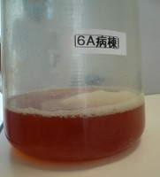 f:id:shigesan-1943:20120821095744j:image:right