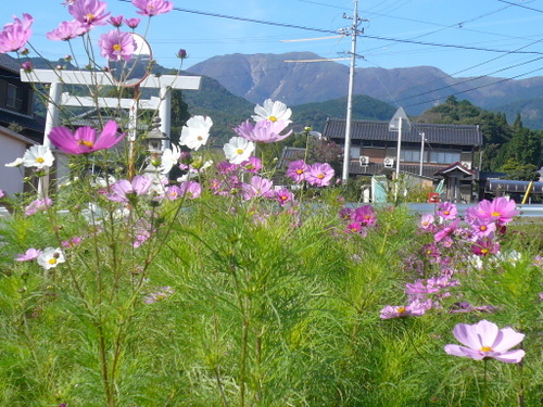f:id:shigesan-1943:20121104122612j:image:right