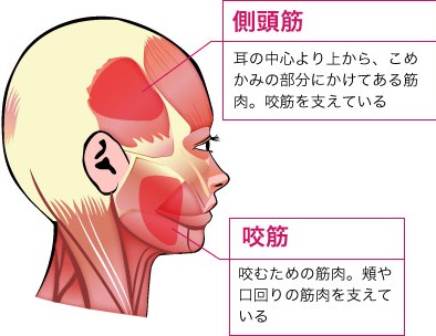 輪ゴムを耳につければ１０分で小顔に 小顔 肩こり解消効果が輪ゴムだけで出来る理由 林先生が驚く初耳学 メディアの虜
