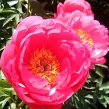 f:id:shiho196123:20181130160538j:plain f:id:shiho196123:20181130160538j:plain