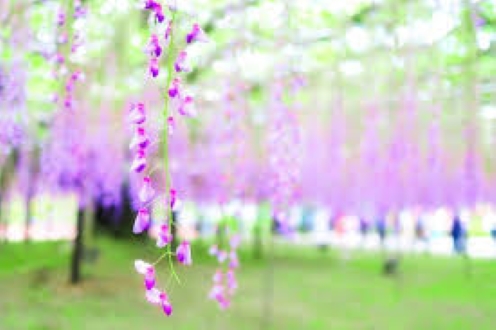 f:id:shiho196123:20181203171603j:plain