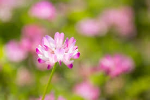 f:id:shiho196123:20181225192410j:plain