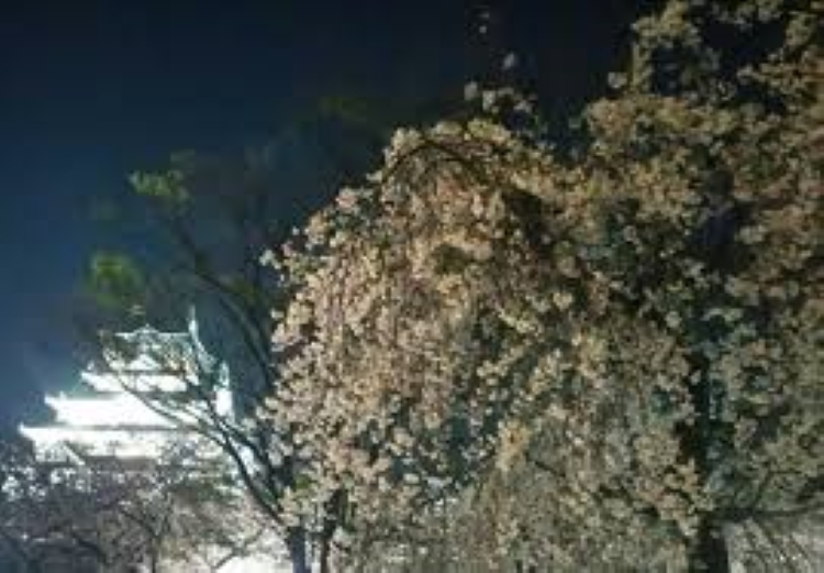 f:id:shiho196123:20190313182700j:plain