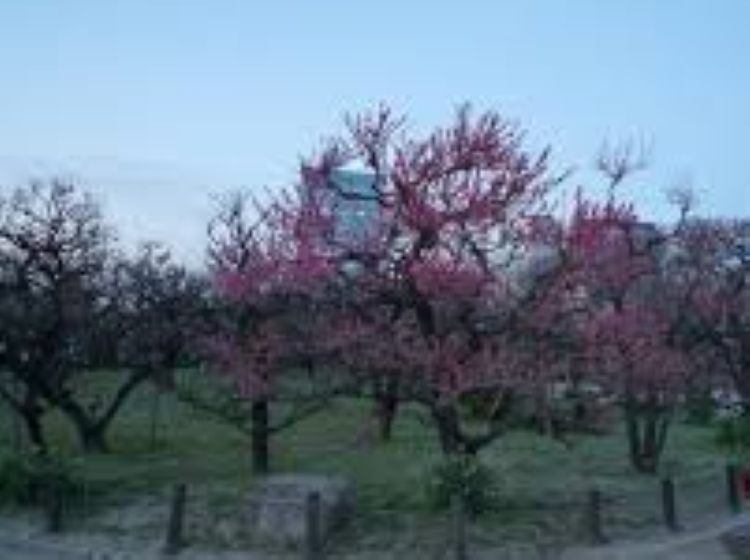 f:id:shiho196123:20190314203418j:plain f:id:shiho196123:20190314203418j:plain