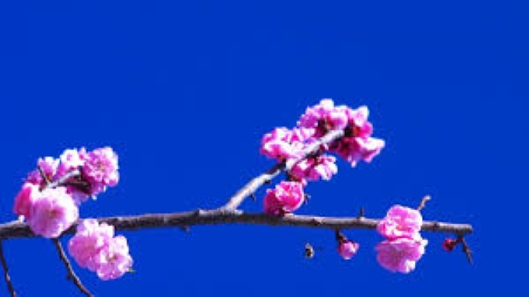 f:id:shiho196123:20190314210229j:plain f:id:shiho196123:20190314210229j:plain