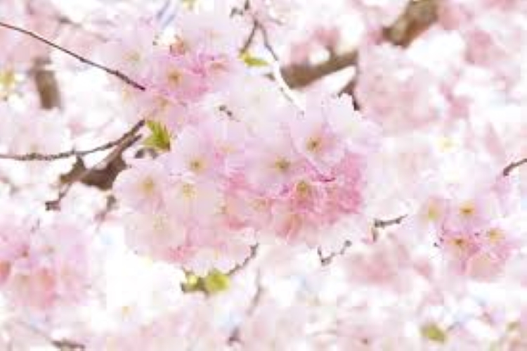 f:id:shiho196123:20190316160628j:plain