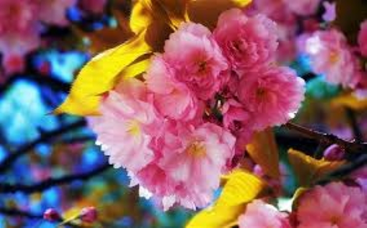 f:id:shiho196123:20190322153324j:plain