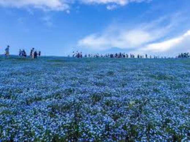 f:id:shiho196123:20190322211351j:plain f:id:shiho196123:20190322211351j:plain