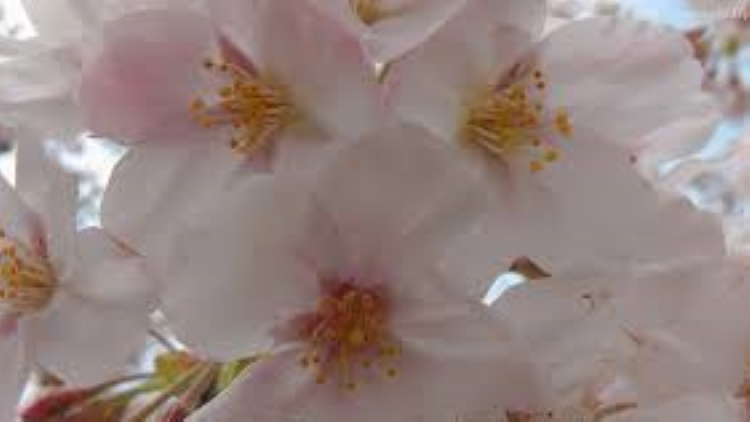 f:id:shiho196123:20190323010611j:plain