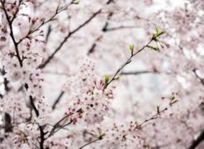 f:id:shiho196123:20190323092409j:plain