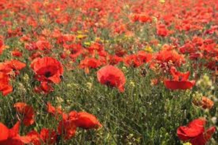 f:id:shiho196123:20190328012111j:plain f:id:shiho196123:20190328012111j:plain