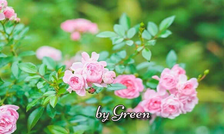 f:id:shiho196123:20190525191503j:plain