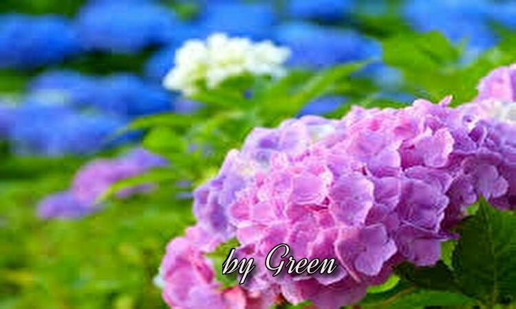 f:id:shiho196123:20190612023329j:plain f:id:shiho196123:20190612023329j:plain