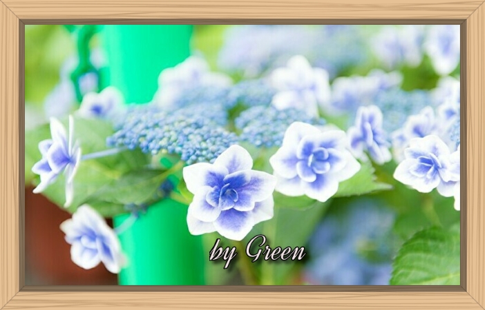 f:id:shiho196123:20190620192702j:plain