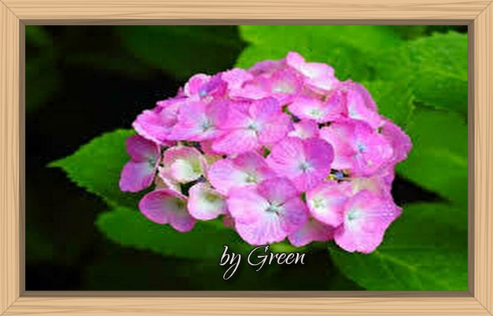 f:id:shiho196123:20190621180601j:plain