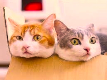 f:id:shiho196123:20210828231245j:plain
