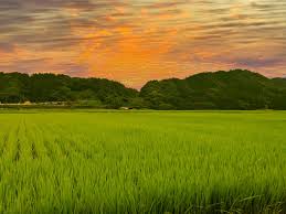 f:id:shiho196123:20211110142910j:plain