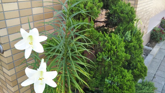f:id:shiho2020:20190811155427j:image f:id:shiho2020:20190811155427j:image