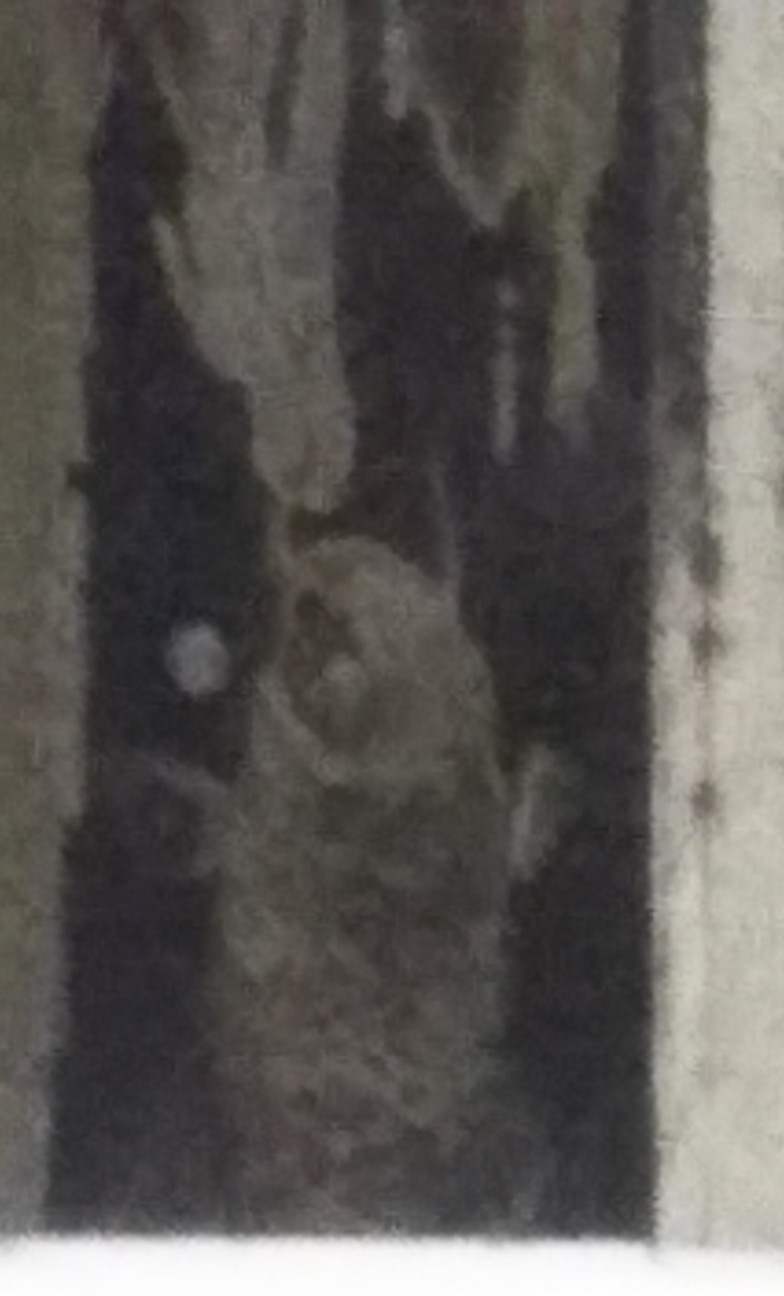 f:id:shiho2020:20200329092650j:image