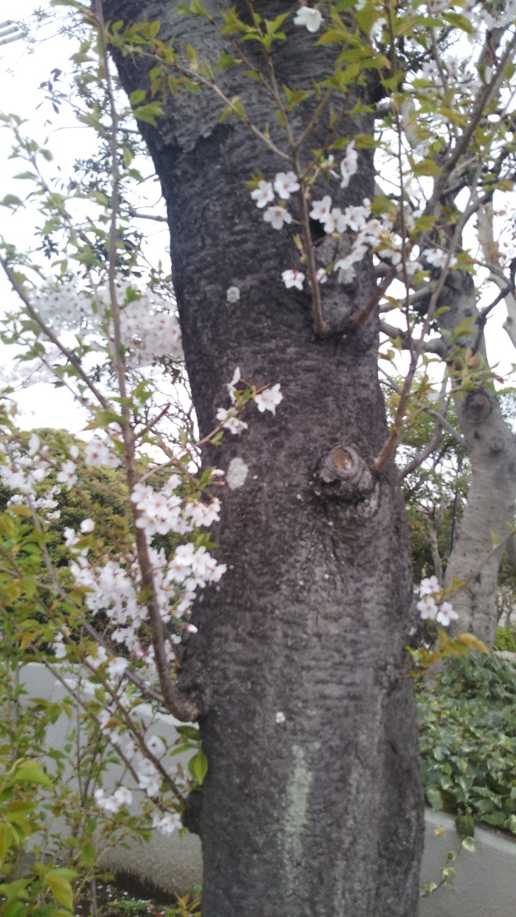 f:id:shiho2020:20210402164402j:image