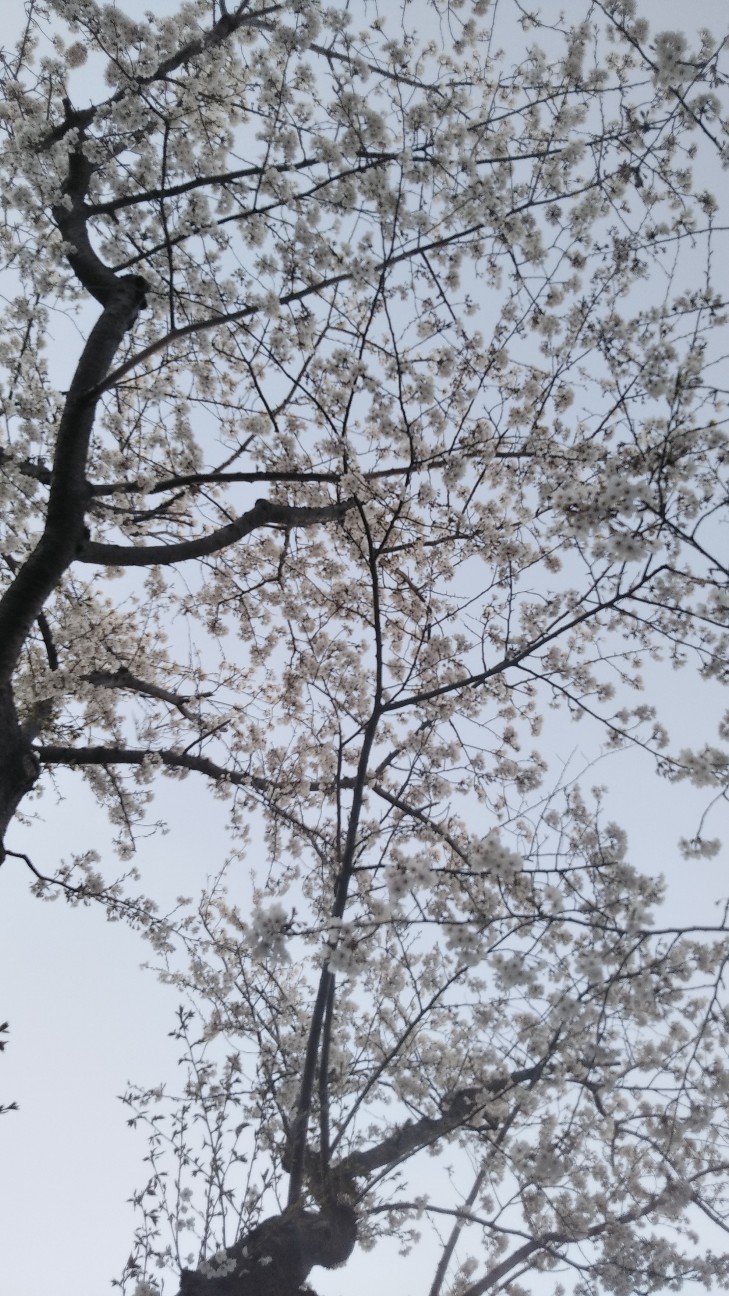 f:id:shiho2020:20210402164837j:image
