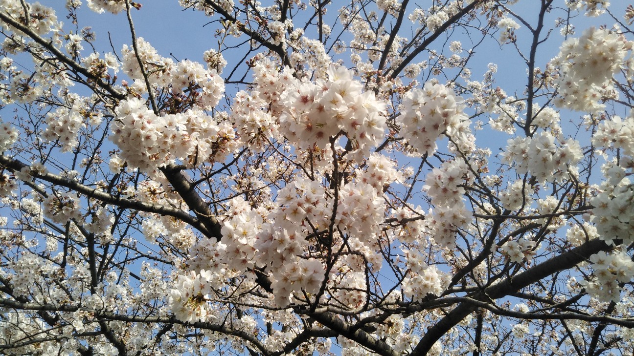 f:id:shiho2020:20210402165154j:image