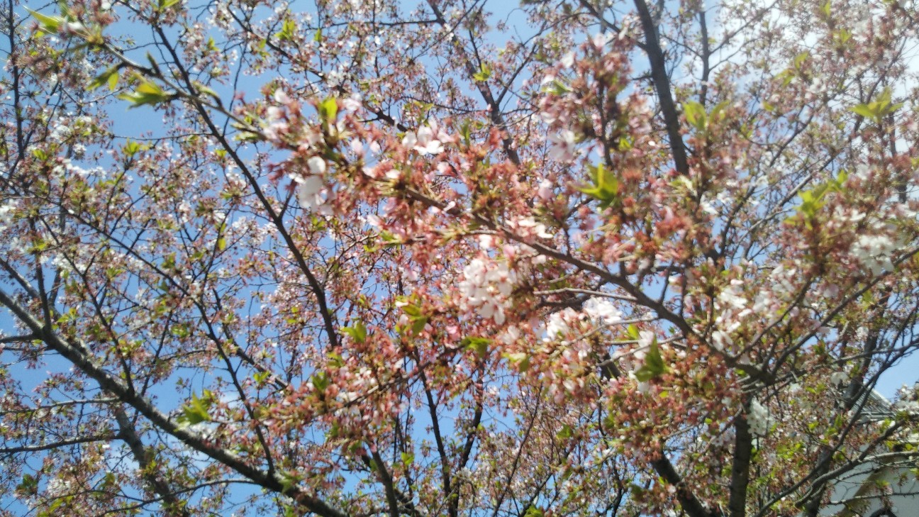 f:id:shiho2020:20210403175345j:image