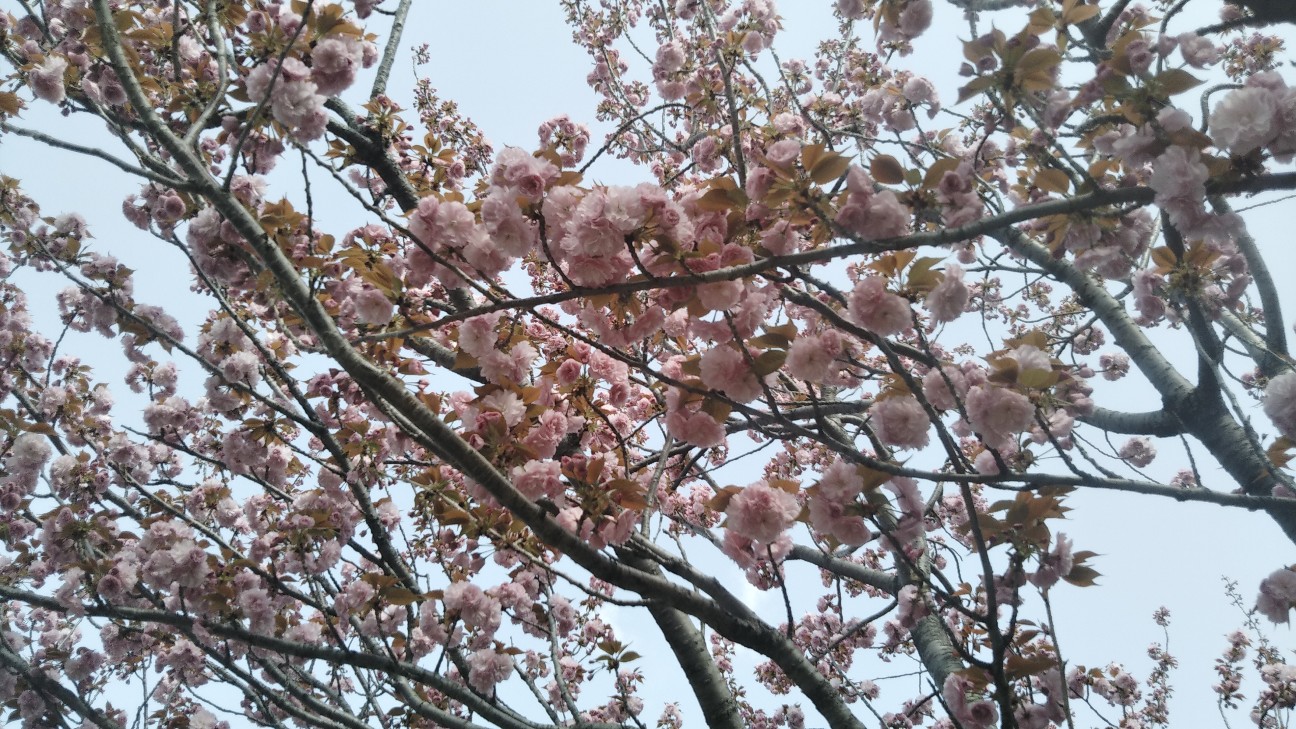 f:id:shiho2020:20210403175410j:image