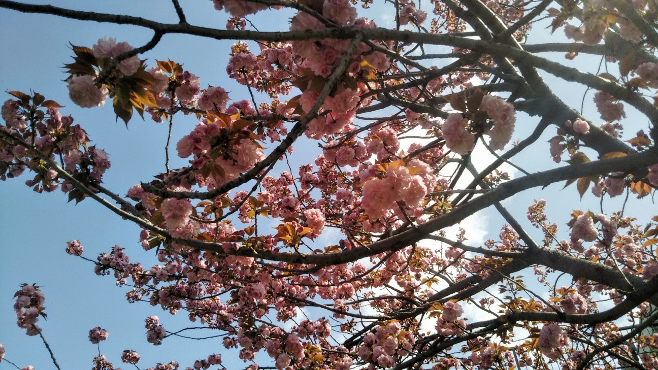 f:id:shiho2020:20210403182030j:image