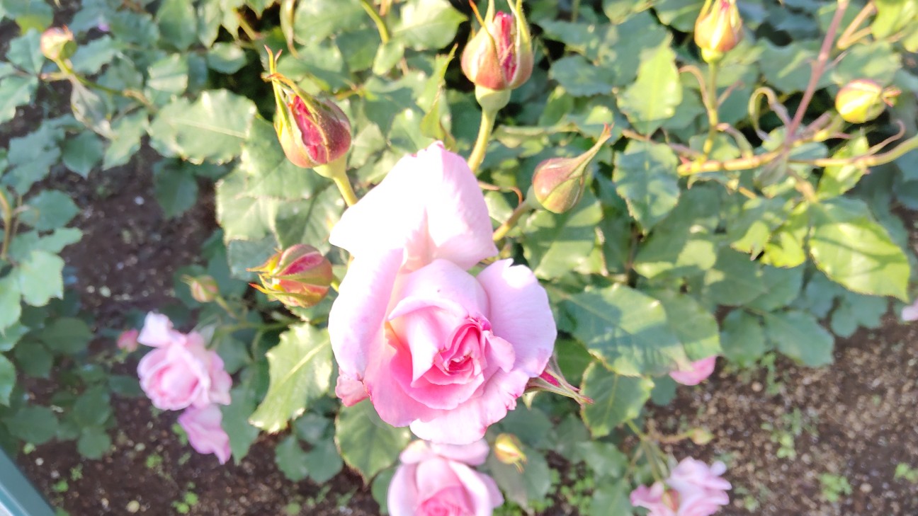 f:id:shiho2020:20220511185238j:image