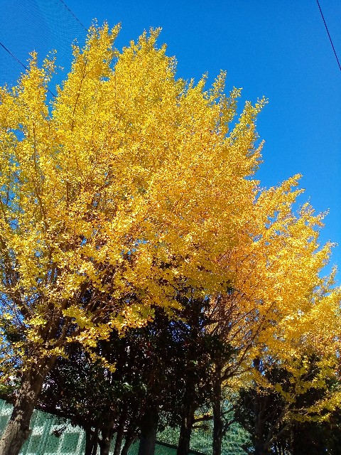 f:id:shiho2020:20231125094222j:image