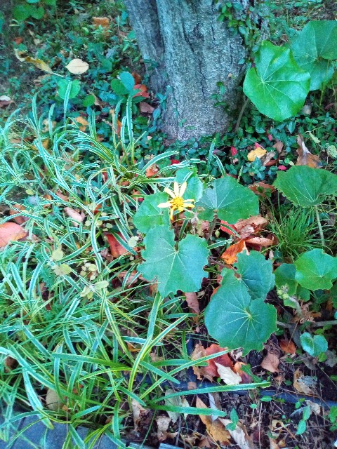 f:id:shiho2020:20231210103844j:image