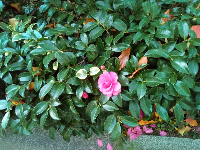 f:id:shiho2020:20231210103858j:image