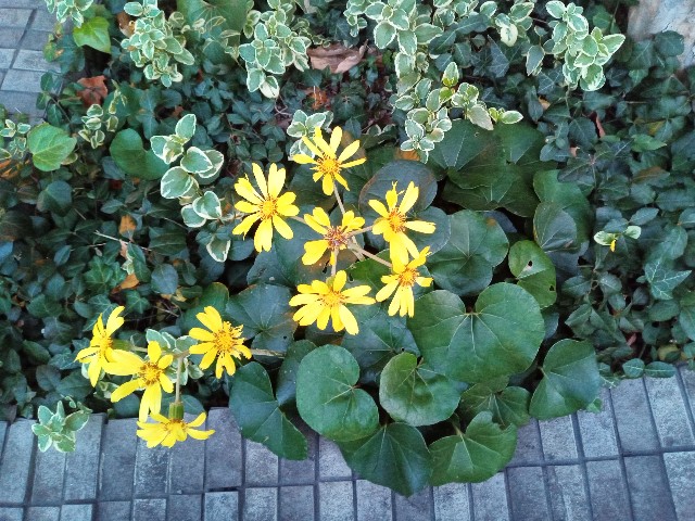 f:id:shiho2020:20231210103920j:image