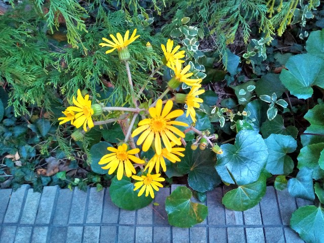 f:id:shiho2020:20231210103944j:image