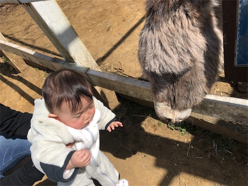 f:id:shihoko123:20200323223829j:image f:id:shihoko123:20200323223829j:image