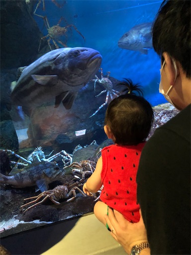 f:id:shihoko123:20200621215045j:image f:id:shihoko123:20200621215045j:image