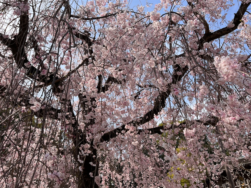 f:id:shiholog:20230413203314j:image