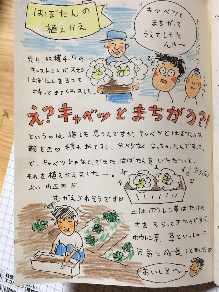 葉牡丹の植え替え え キャベツと間違った 移住 就農3年目突入 よしよし畑 の家族の絵日記 葉牡丹の植え替え え キャベツと間違った 移住 就農3年目突入 よしよし畑 の家族の絵日記